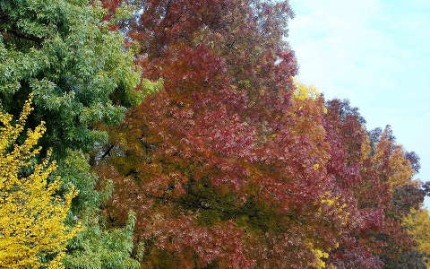 őszi színkavalkád