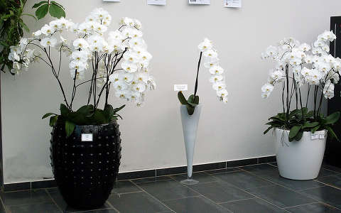 Szlovénia, Dobrovnik, Ocean Orchids, Orchidea Farm, Phalaenopsis