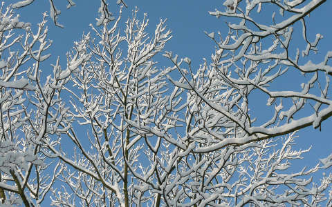 Haarlem Holland, white frost