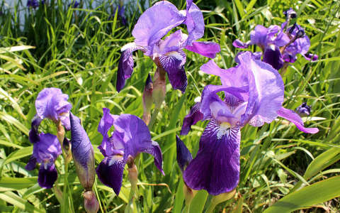 kerti nőszirom (Iris germanica)