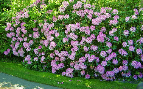 Holland Keukenhof