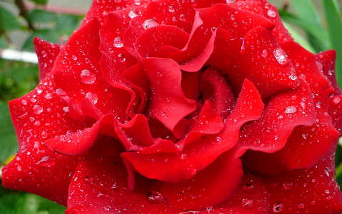 Rózsa eső után