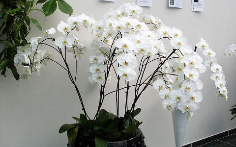 Szlovénia, Dobrovnik, Ocean Orchids, Orchidea Farm, Phalaenopsis