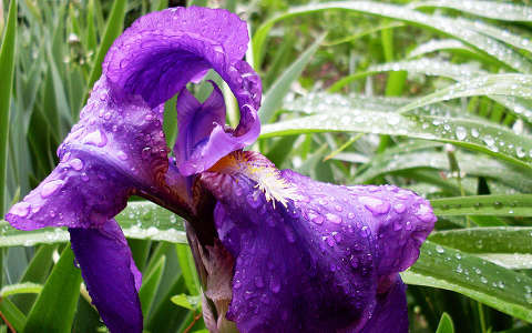 kerti nőszirom (Iris germanica)