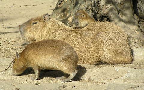 Kapibara két kicsinyével a Budapesti Állatkertben