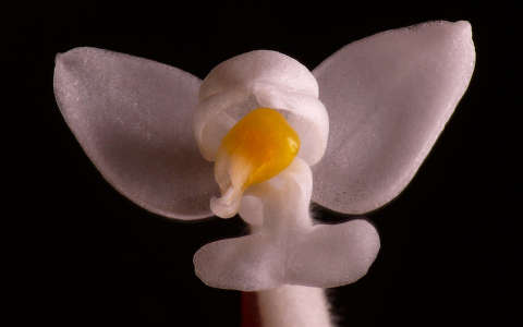 Orchidea - Ludisia discolor