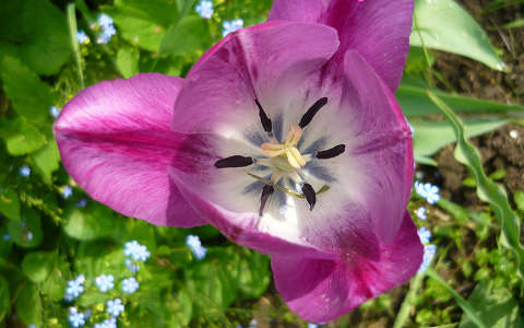 tulipán