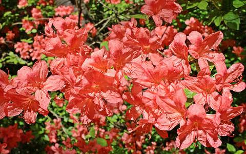 Magyarország, Kám, Jeli arborétum, rododendron
