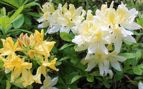 Magyarország, Kám, Jeli arborétum, rododendron