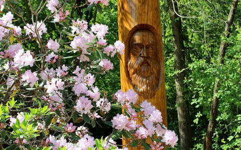 Magyarország, Kám, Jeli arborétum, rododendron, a kertalapító Ambrózy-Migazzi István szobra