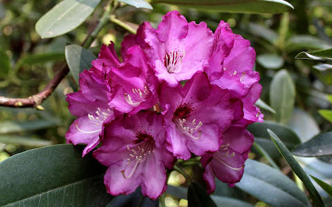 Magyarország, Kám, Jeli arborétum, rododendron