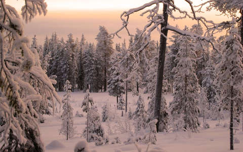 Skandináv téli erdő