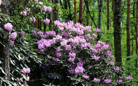 Magyarország, Kám, Jeli arborétum, rododendron