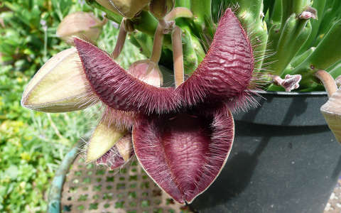 Haarlem, Tuin, exotische plant
