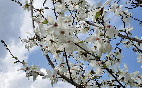 japán liliomfa (Magnolia Kobus)