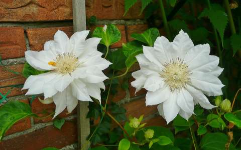 Haarlem, Holland, Clematis Arctic Queen