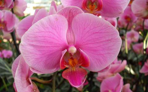Orchidea  fotó: Kőszály