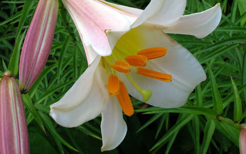 Liliom