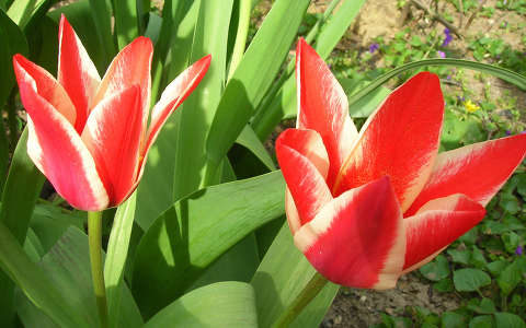 Csíkos tulipán