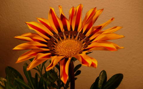 Gerbera