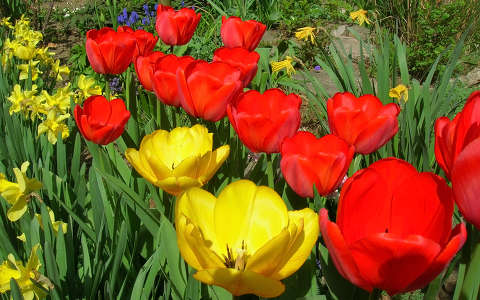 Tulipán