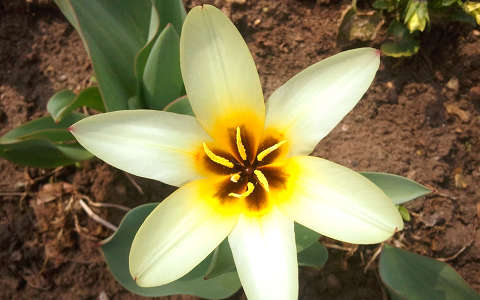 tulipán
