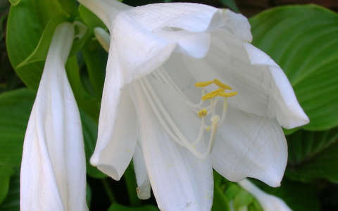 Liliom