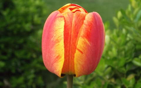 Tulipán