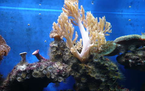 akvárium korall tengeri élőlény