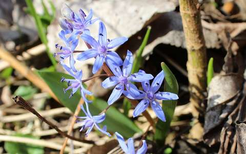 tavaszi csillagvirág (Scilla bifolia)
