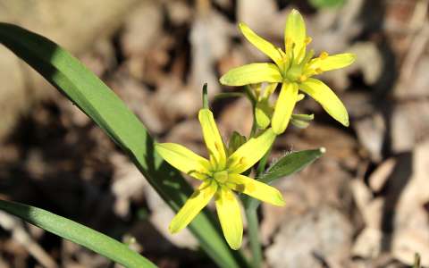 erdei tyúktaréj (Gagea lutea)