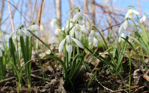 hóvirág (Galanthus nivalis)