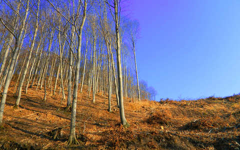 erdő