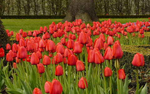 kertek és parkok tavasz tavaszi virág tulipán