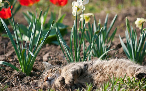 macska tulipán