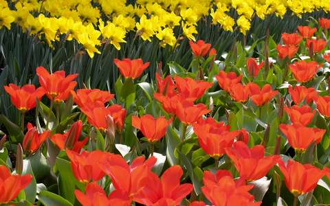 nárcisz tavaszi virág tulipán