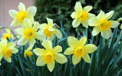 nárcisz (Narcissus)