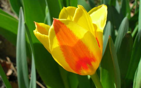 Tulipán