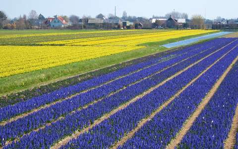 Nederlandse Bloembollenvelden, Foto Elly Hartog-vander Put