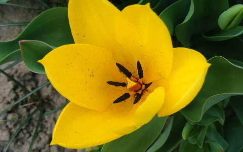 tulipán