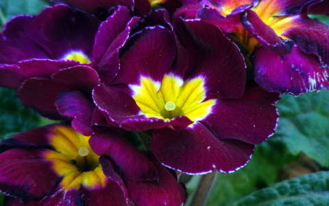 Primula