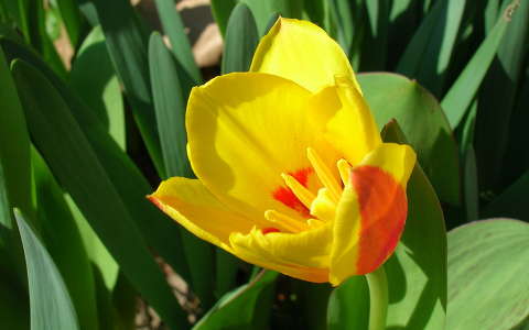 Tulipán