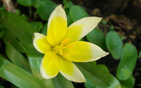 Törpe tulipán