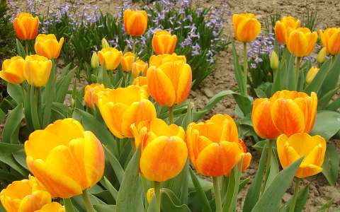 Tulipánok