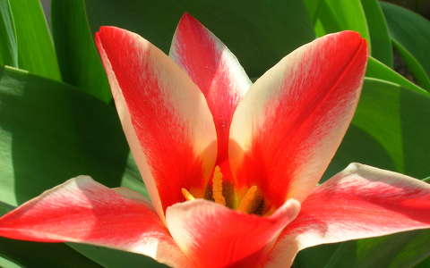 Tulipán
