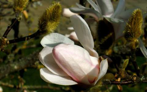 magnolia