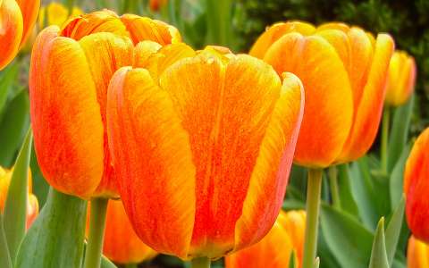 Tulipánok