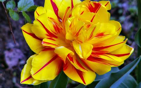tulipán