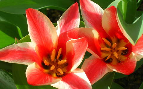 Tulipán