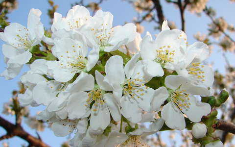 gyümölcsfavirág virágzó fa